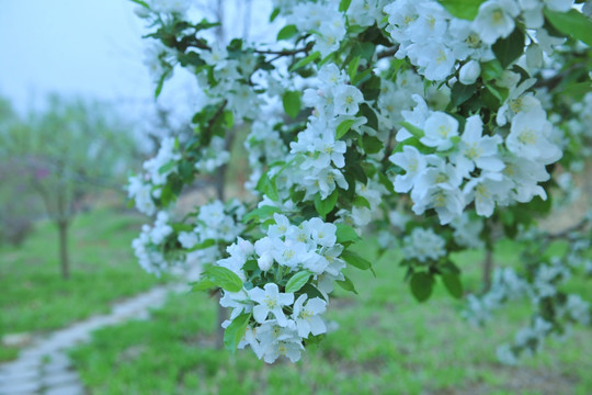 春天果园   果树花