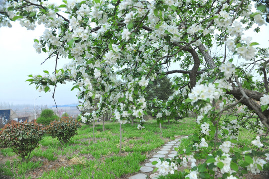 果树花  白色花 苹果花