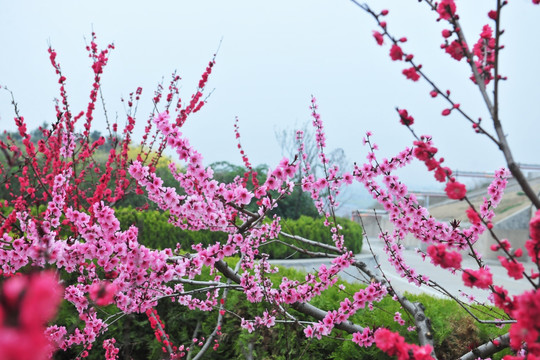 桃花盛开 果园 公园风景