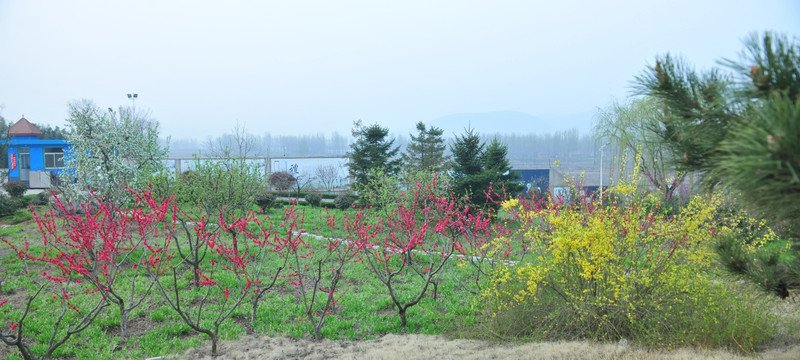 公园风景  桃花盛开