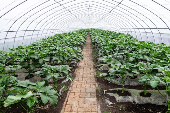 塑料大棚种植的黄秋葵