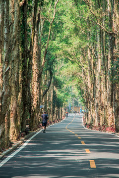 森林小路