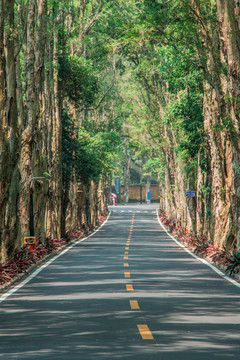 森林小路