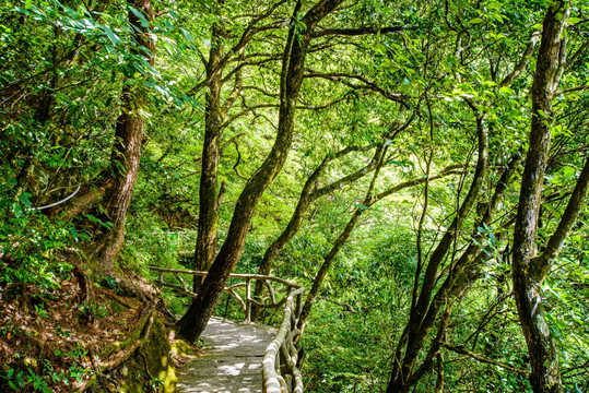 阳光森林小路