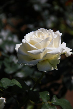 白玫瑰 一朵花
