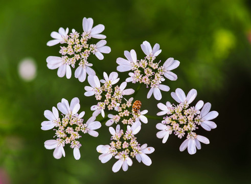 白花甲虫