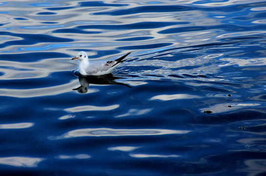 蓝色水面上的白色小鸟