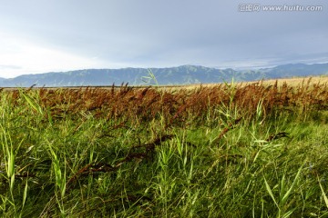 野草