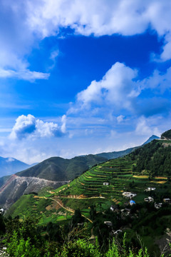 高山草甸