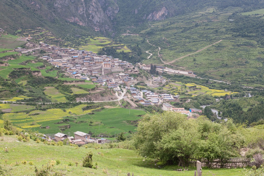 拉尕那景区 青稞田