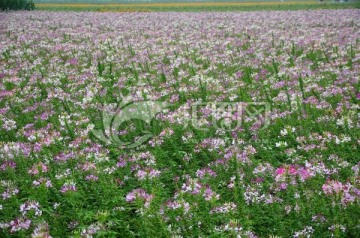 花海