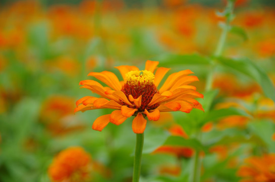 花海