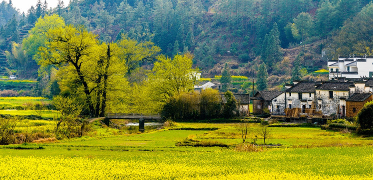 婺源油菜花乡村田野