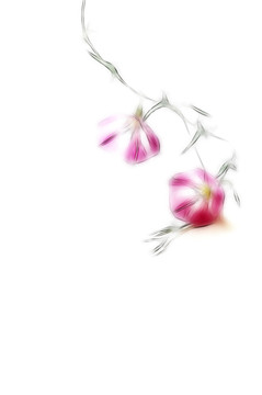 中國旋花素材