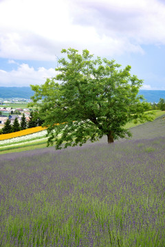 北海道薰衣草田里的一棵树