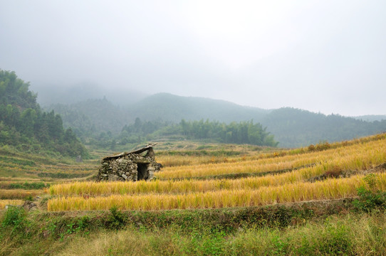 丽水云和梯田风光