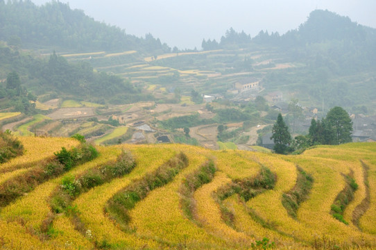 丽水云和梯田风光