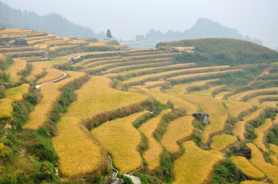 丽水云和梯田风光