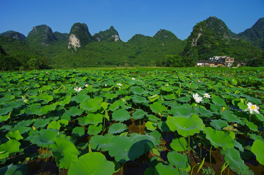 风景