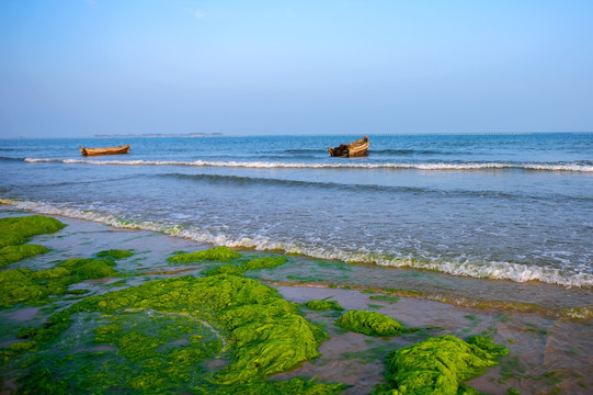 海滩 渔船 浒苔