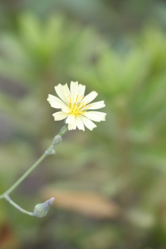 白色小花 菊花