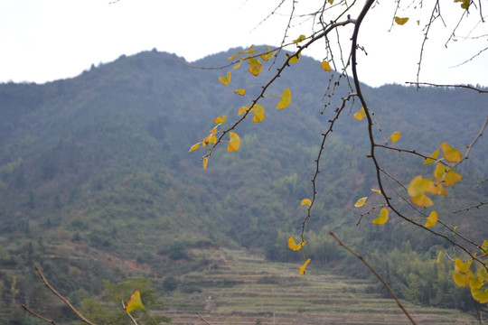 树叶 银杏 秋天 黄叶 落叶