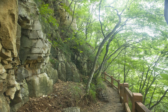 山上树木 林场