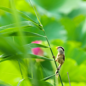 花鸟图 荷花 震旦鸦雀