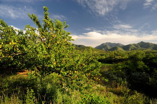 绿色原野