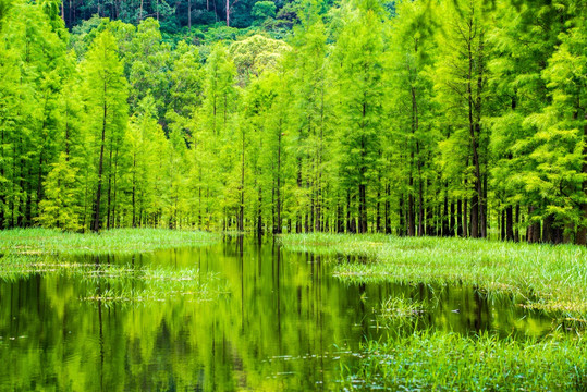 水上森林