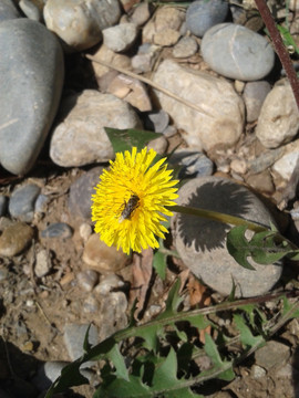 黃花