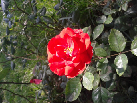 紅花