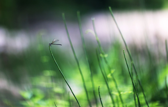 蜻蜓绿色植物