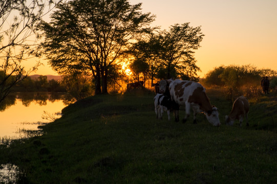 夕阳下的牛群