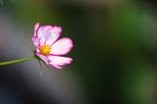 花朵