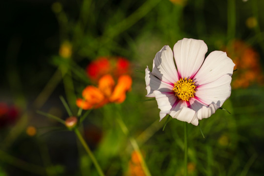 小花