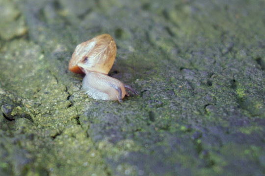 青砖表面爬行的蜗牛