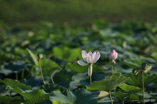 荷花