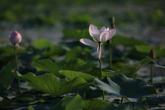 荷花