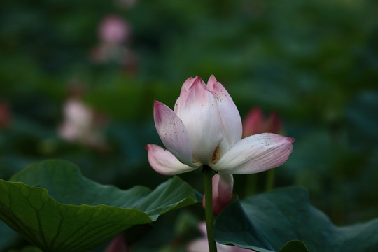 荷花