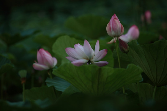 荷花