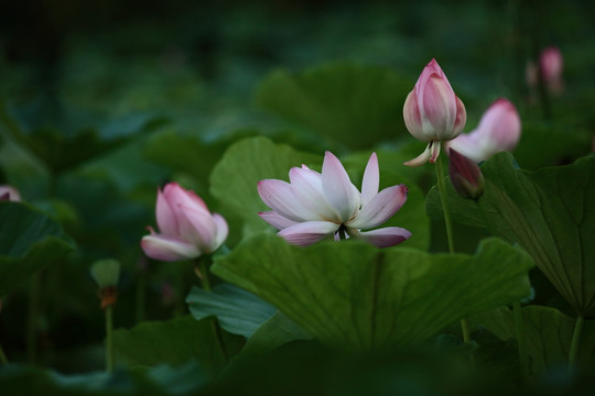 荷花
