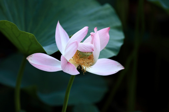 荷花