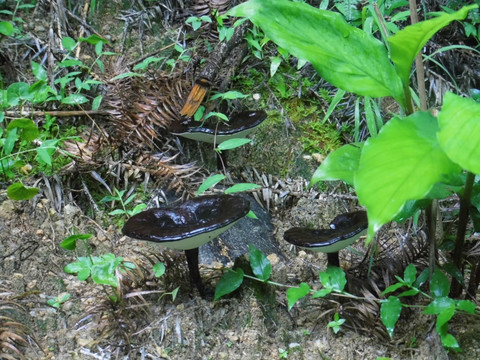 天然野灵芝