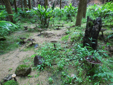 野生黑灵芝