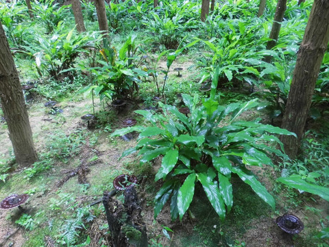 野生黑灵芝