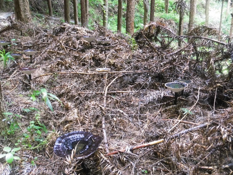 野生灵芝