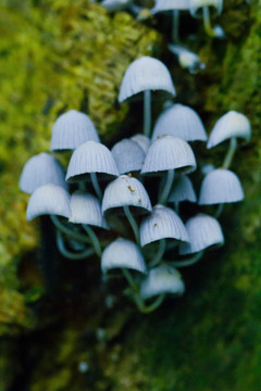 菌类植物