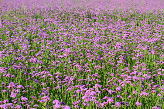 野花 山花 花海