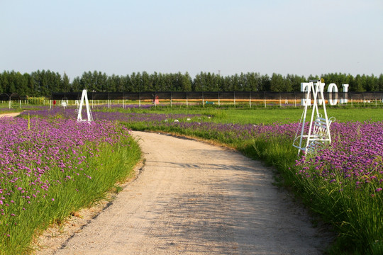 柳叶 马鞭草 野花 山花 花海